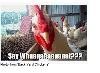 Chicken Or Agenda?